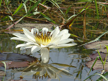 Fleur de nymph�a