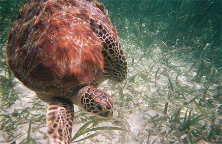 La tortue