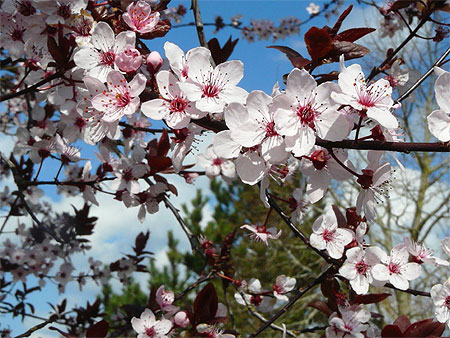 Le printemps est l�