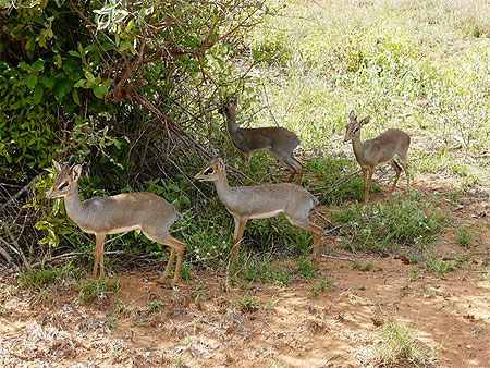 Dik-Diks