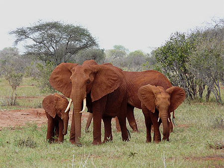 El�phants rouges