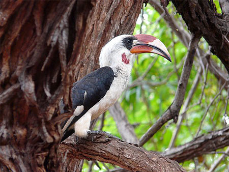 Oiseau superbe