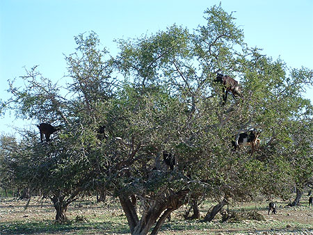 Sur un Arganier perch�es...