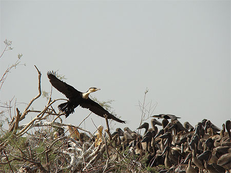 Envol d'un Grand Cormoran