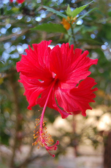 Hibiscus