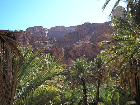 Dattiers du sud Maroc