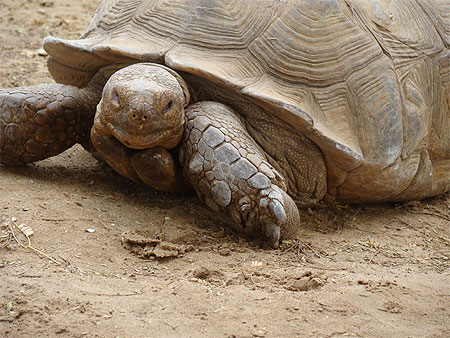 Tortue sulcata
