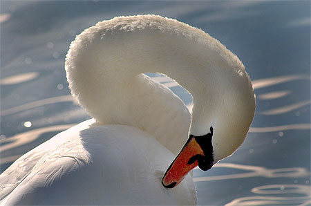 Cygne courb�