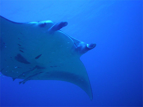 Raie Manta