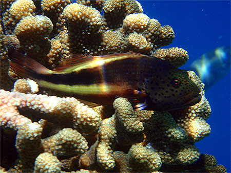 poisson-faucon � taches de rousseur
