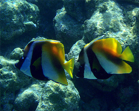 poisson-cocher cornu en couple