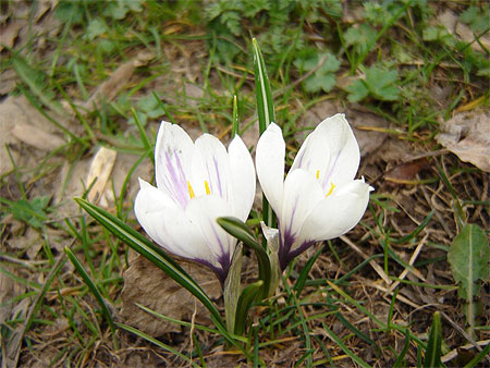 Crocus