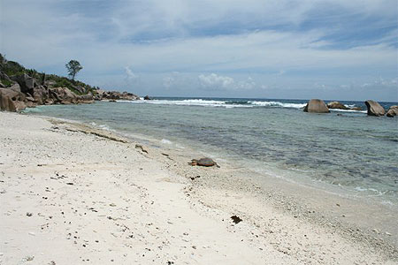 Tortue repartant � la mer