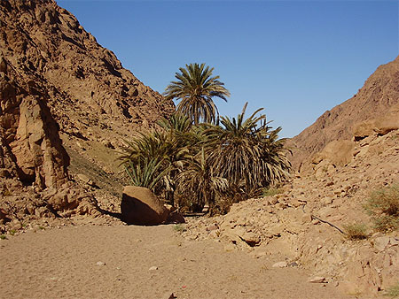 Palmeraie de Wadi Garbah
