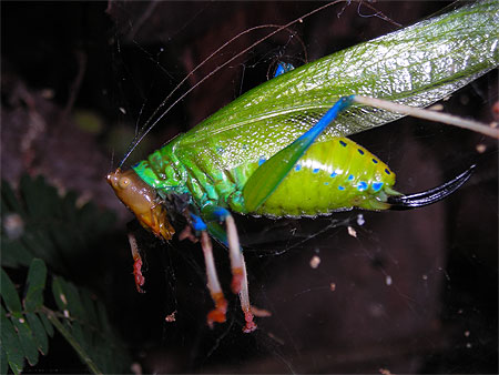 CriCket