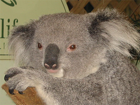 Koala
