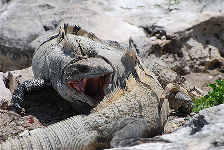 Bataille d'iguanes