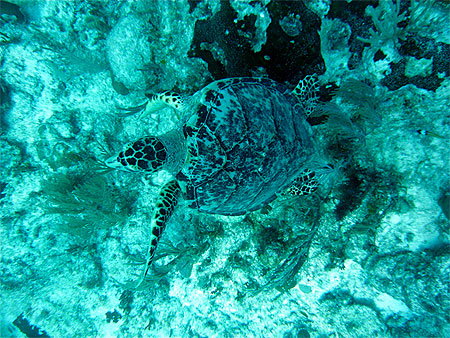 Tortue mexicaine