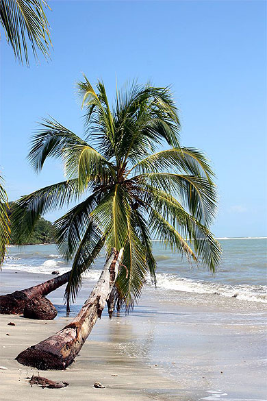 Cocotiers � Cahuita