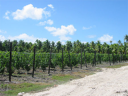 Les vignes de rangiroa