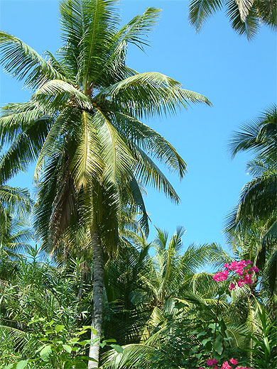 Palmier de Biyadhoo