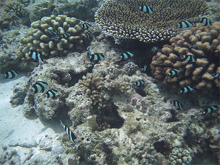 Corail dans le lagon