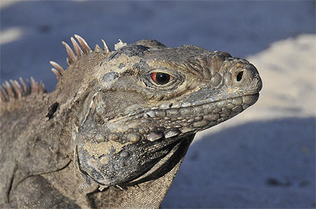 Iguane