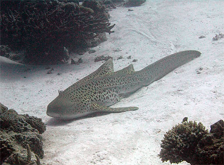 Requin l�opard