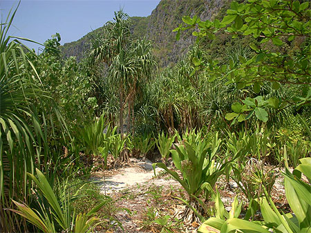 Maya Bay