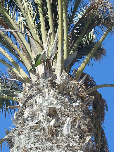 Petit oiseau
