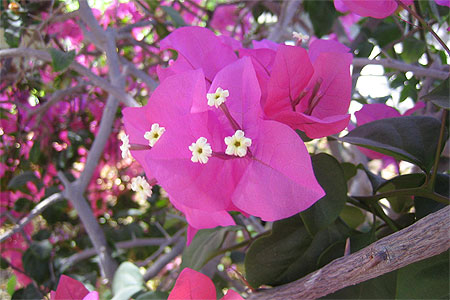 Bougainvill�e