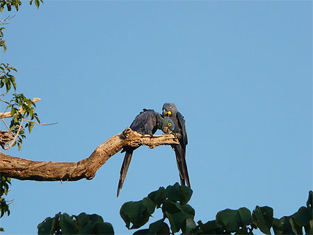 Un couple de Ara bleus