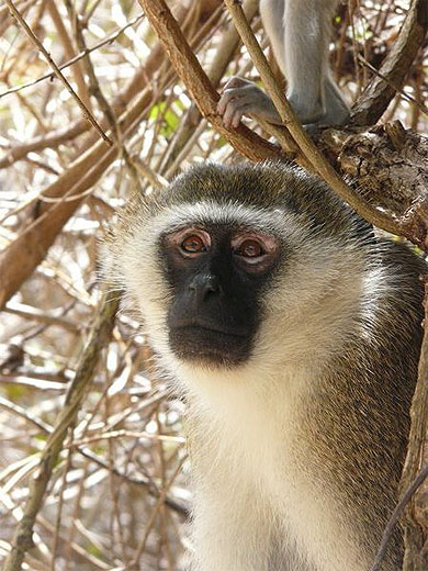 Singe kenyan