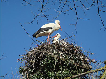 Couple de cigognes au printemps