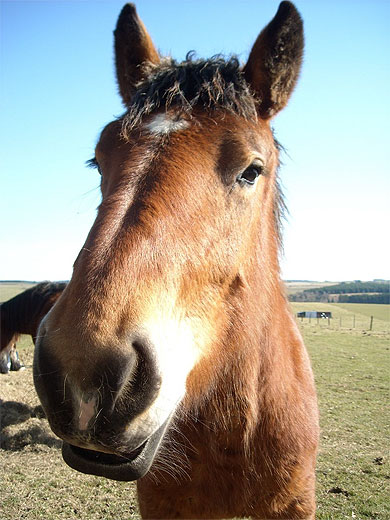 Cheval de trait ardennais