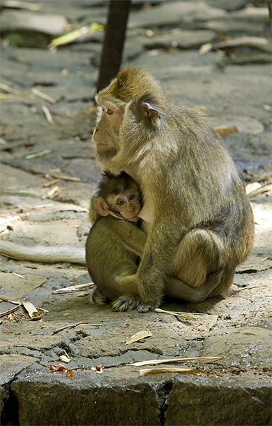 Macaque de l'Ile Maurice