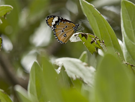 Papillon � l'Ile Maurice