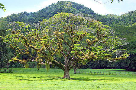 Arbre de Jama�que 