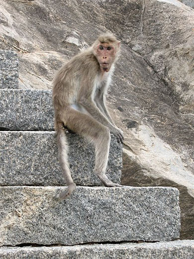Bob le singe de Gingee... 