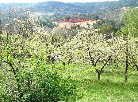 Le colorado proven�al au printemps