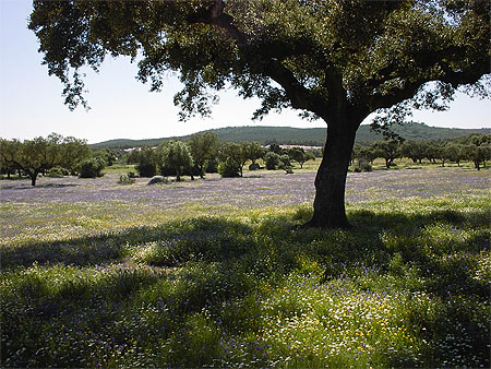 Alentejo au printemps