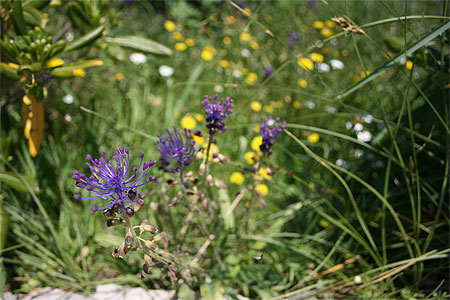Parc National de Mljet