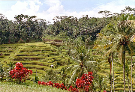 Rizi�res � Ubud