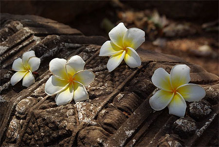 Fleurs de frangipanier � Wat Banan