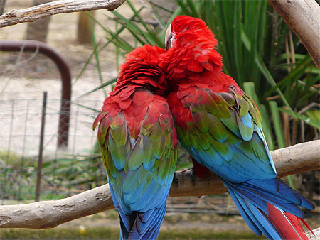 Tendres amours
