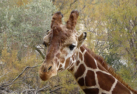Girafe