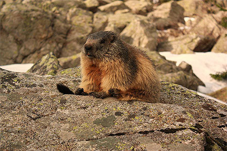 Marmotte au r�veil ... 