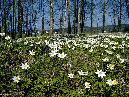 Le printemps est arriv�, Ostfold