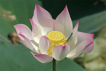 Fleur de lotus