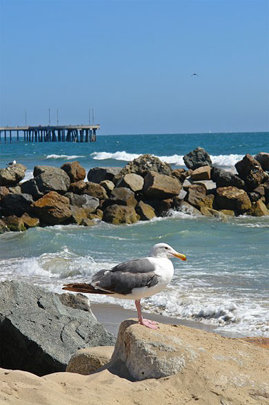 Venice beach